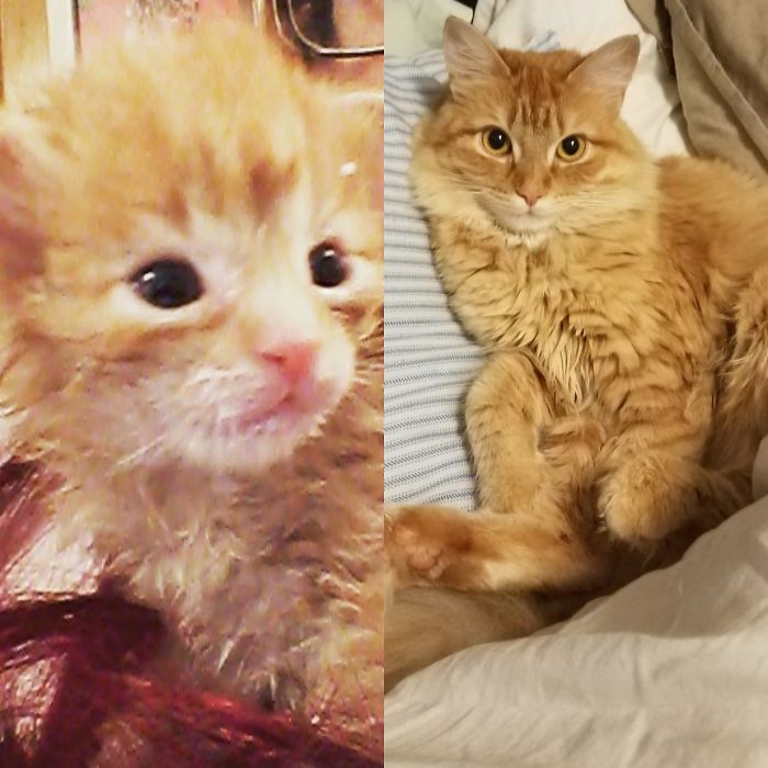 Share Then And Now Pictures Of Your Cat Growing Up