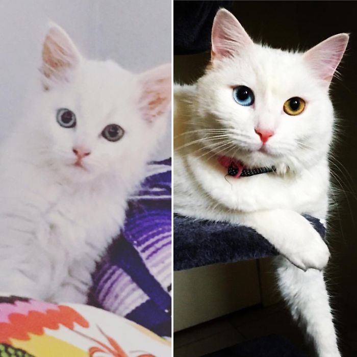 Share Then And Now Pictures Of Your Cat Growing Up