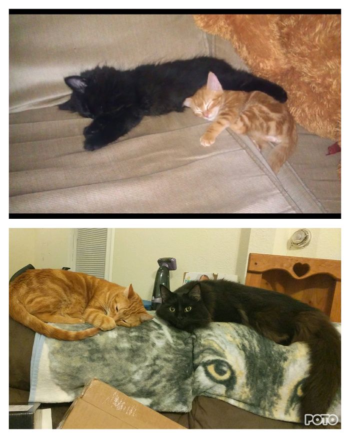 Share Then And Now Pictures Of Your Cat Growing Up