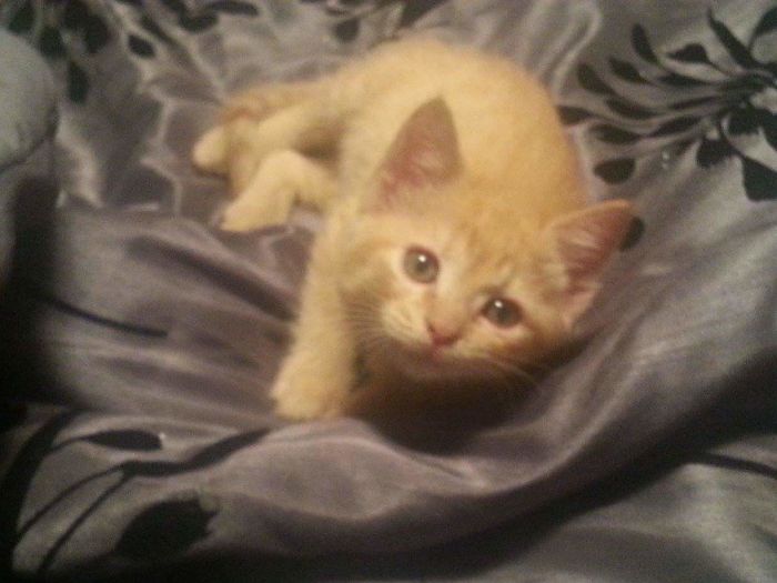 Share Then And Now Pictures Of Your Cat Growing Up