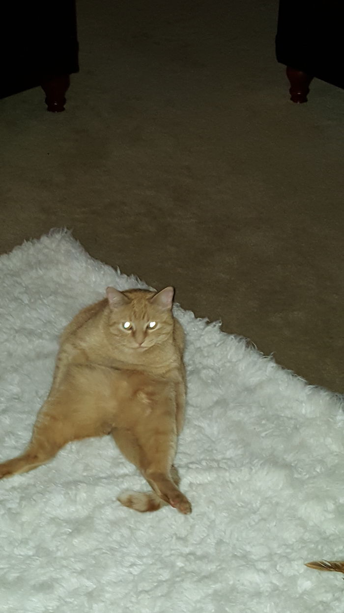 Share Then And Now Pictures Of Your Cat Growing Up