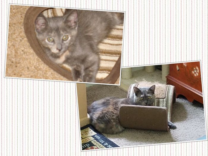 Share Then And Now Pictures Of Your Cat Growing Up
