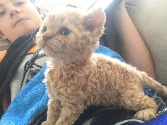 These Curly Cats Who All Descended From One Shelter Kitty Are Taking Internet By Storm