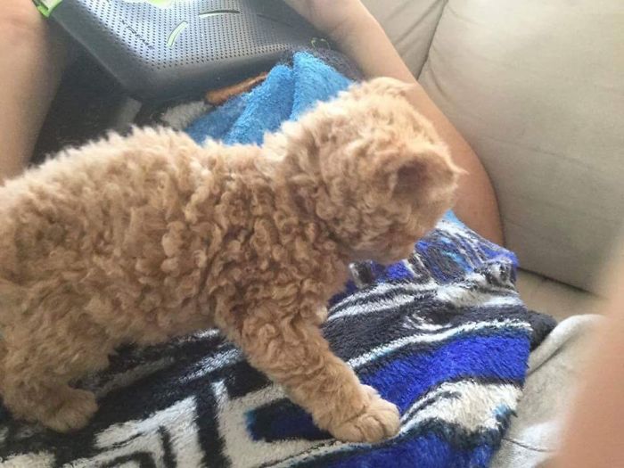 These Curly Cats Who All Descended From One Shelter Kitty Are Taking Internet By Storm