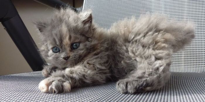 These Curly Cats Who All Descended From One Shelter Kitty Are Taking Internet By Storm