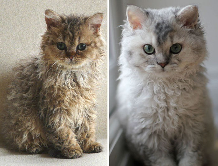 These Curly Cats Who All Descended From One Shelter Kitty Are Taking Internet By Storm