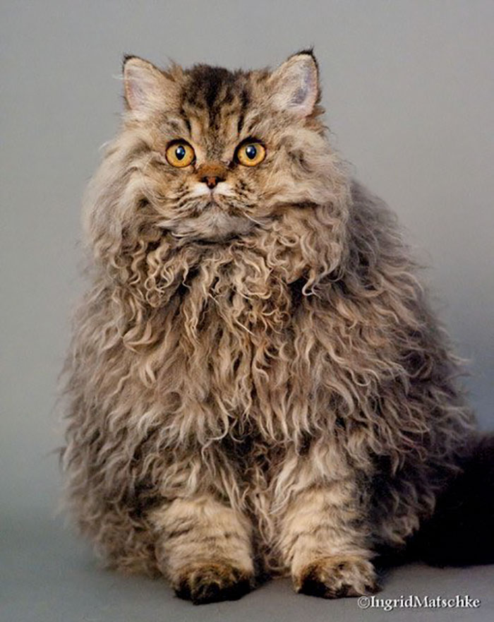 These Curly Cats Who All Descended From One Shelter Kitty Are Taking Internet By Storm