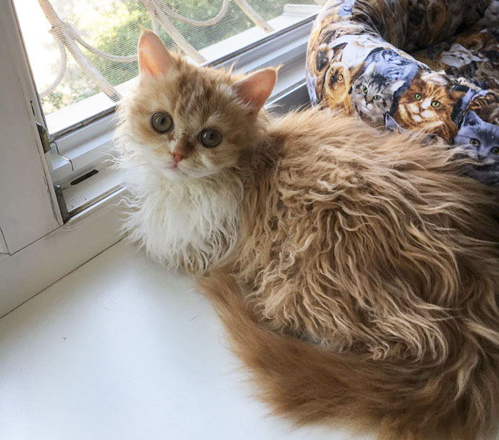 These Curly Cats Who All Descended From One Shelter Kitty Are Taking Internet By Storm