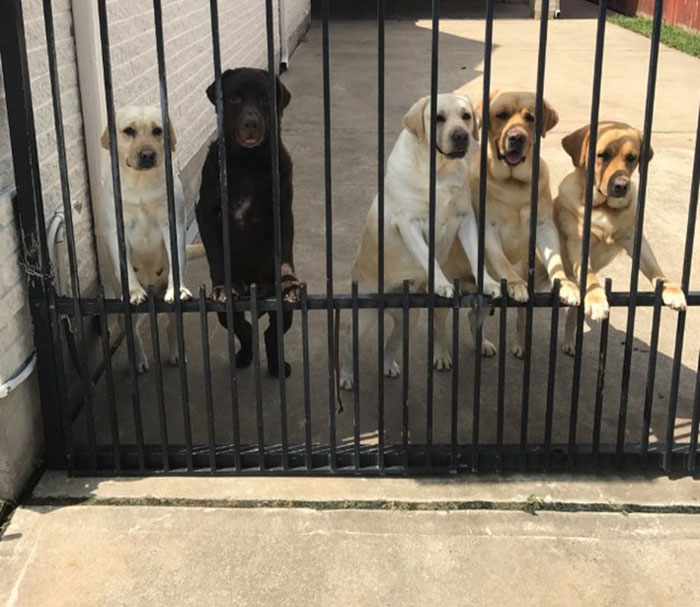 Secret Camera Captures What The New Mailman Does With Family&#8217;s Dogs When They&#8217;re Gone