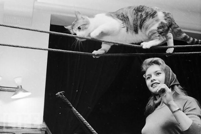 15 Famous People And Their Cats