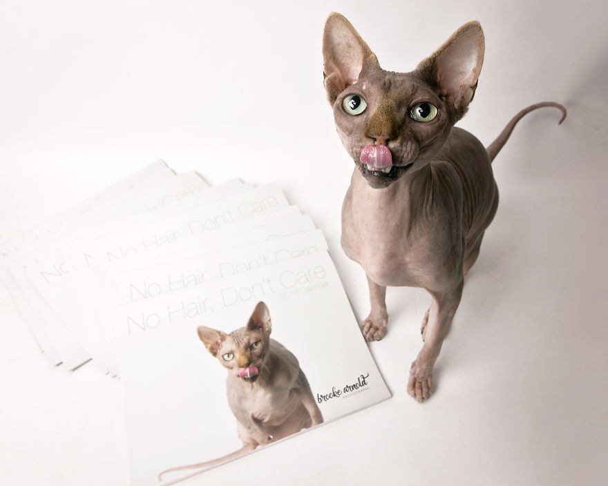 I Made A Calendar Of Sphynx Cats For 2018 That Takes Nude To A Whole New Level