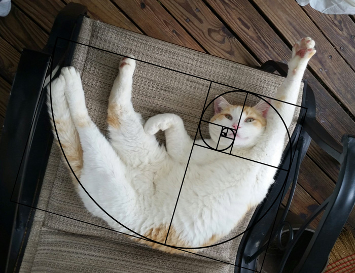 Furbonacci Sequence Proves That Cats Are Purrfect (20 Pics)