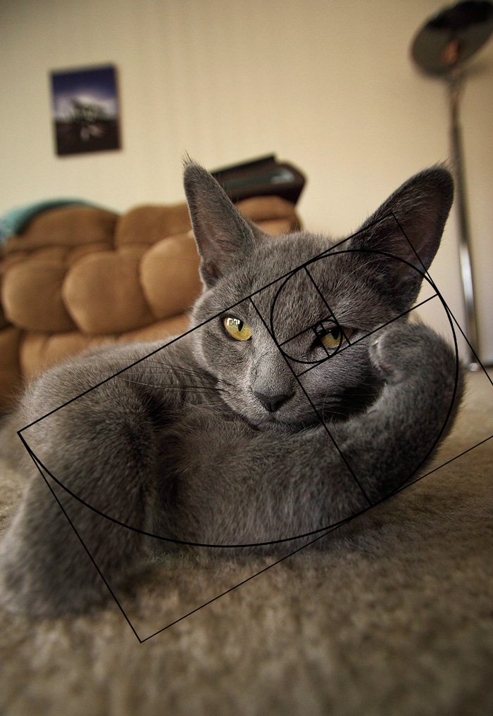 Furbonacci Sequence Proves That Cats Are Purrfect (20 Pics)