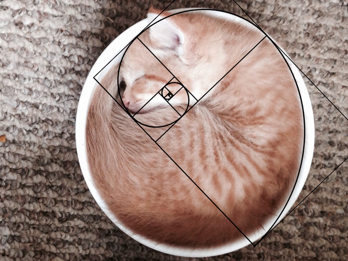 Furbonacci Sequence Proves That Cats Are Purrfect (20 Pics)