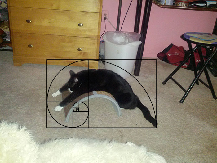 Furbonacci Sequence Proves That Cats Are Purrfect (20 Pics)