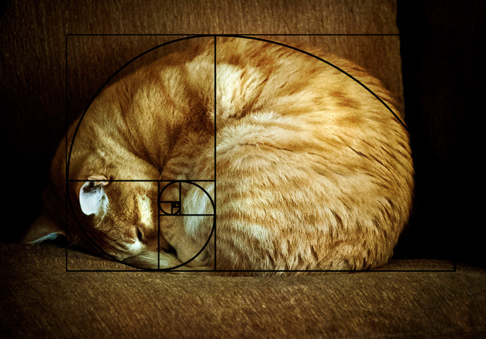 Furbonacci Sequence Proves That Cats Are Purrfect (20 Pics)