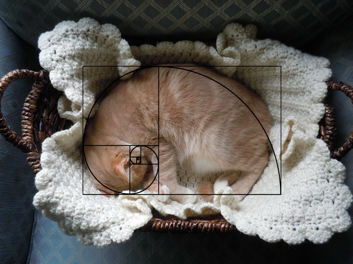 Furbonacci Sequence Proves That Cats Are Purrfect (20 Pics)