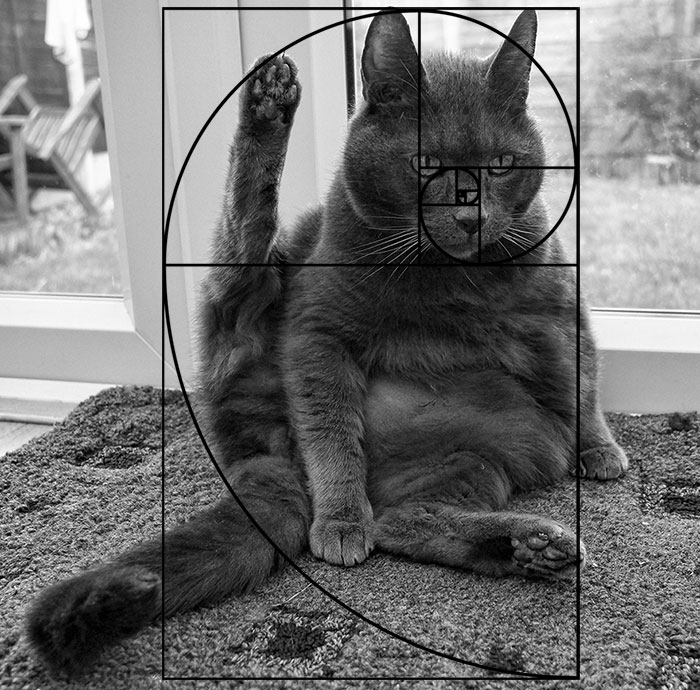 Furbonacci Sequence Proves That Cats Are Purrfect (20 Pics)
