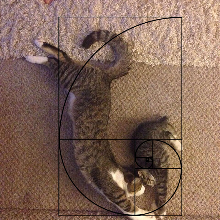 Furbonacci Sequence Proves That Cats Are Purrfect (20 Pics)