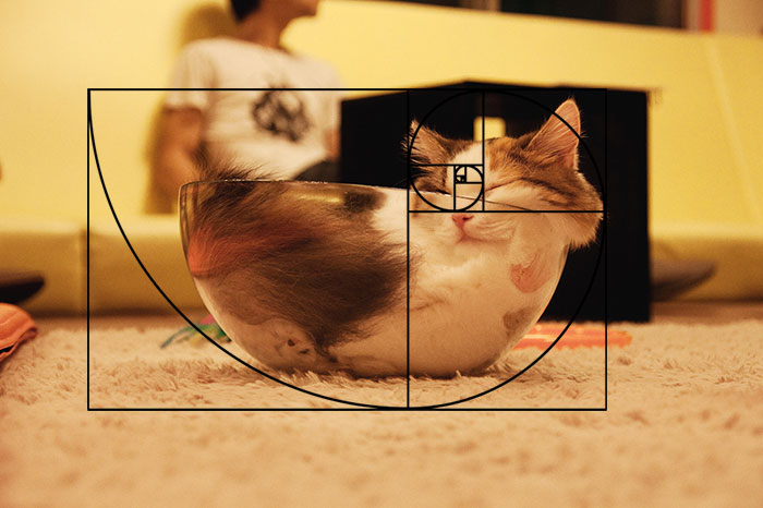 Furbonacci Sequence Proves That Cats Are Purrfect (20 Pics)