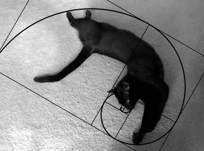 Furbonacci Sequence Proves That Cats Are Purrfect (20 Pics)