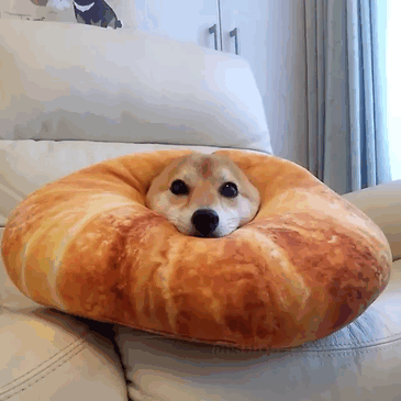50 Times Shibas Proved They&#8217;re The Most Much Wow Dogs Ever