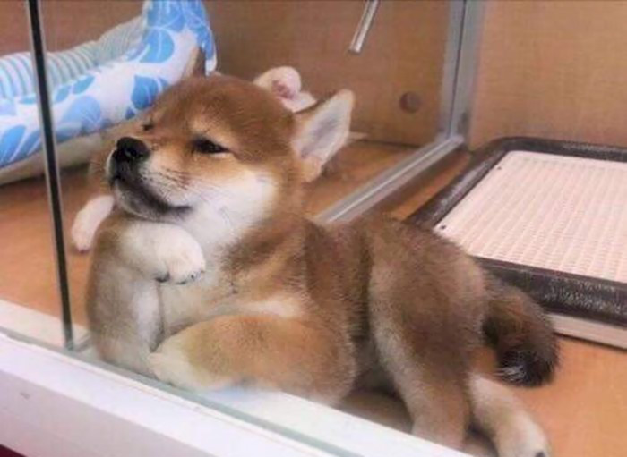 50 Times Shibas Proved They&#8217;re The Most Much Wow Dogs Ever