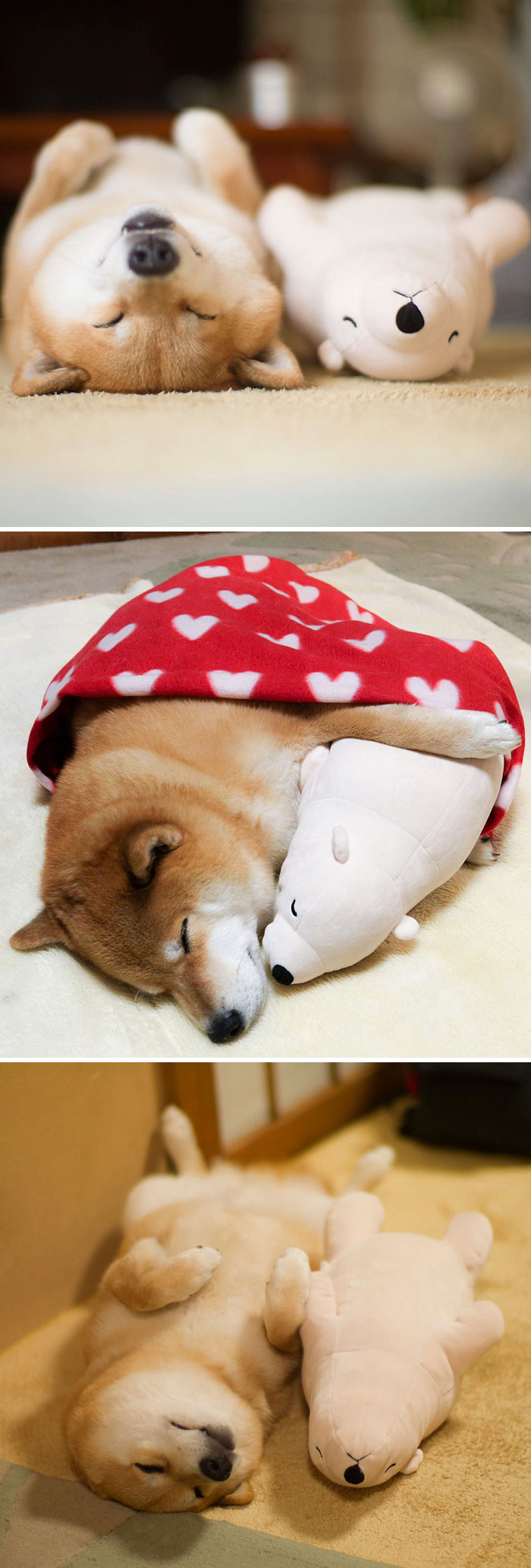 50 Times Shibas Proved They&#8217;re The Most Much Wow Dogs Ever