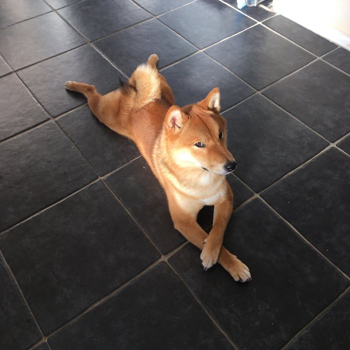 50 Times Shibas Proved They&#8217;re The Most Much Wow Dogs Ever