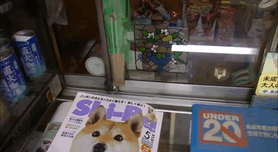 50 Times Shibas Proved They&#8217;re The Most Much Wow Dogs Ever
