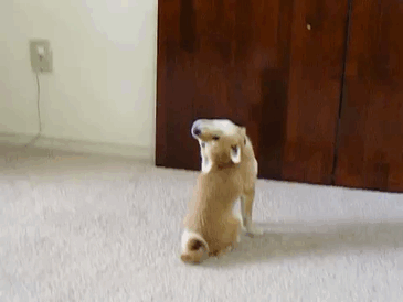 50 Times Shibas Proved They&#8217;re The Most Much Wow Dogs Ever