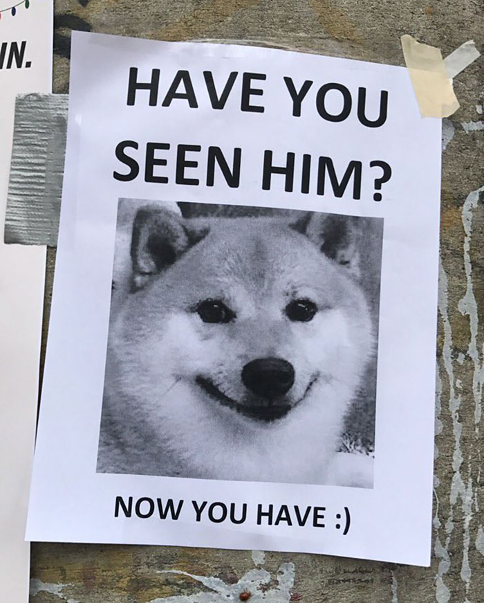 50 Times Shibas Proved They&#8217;re The Most Much Wow Dogs Ever
