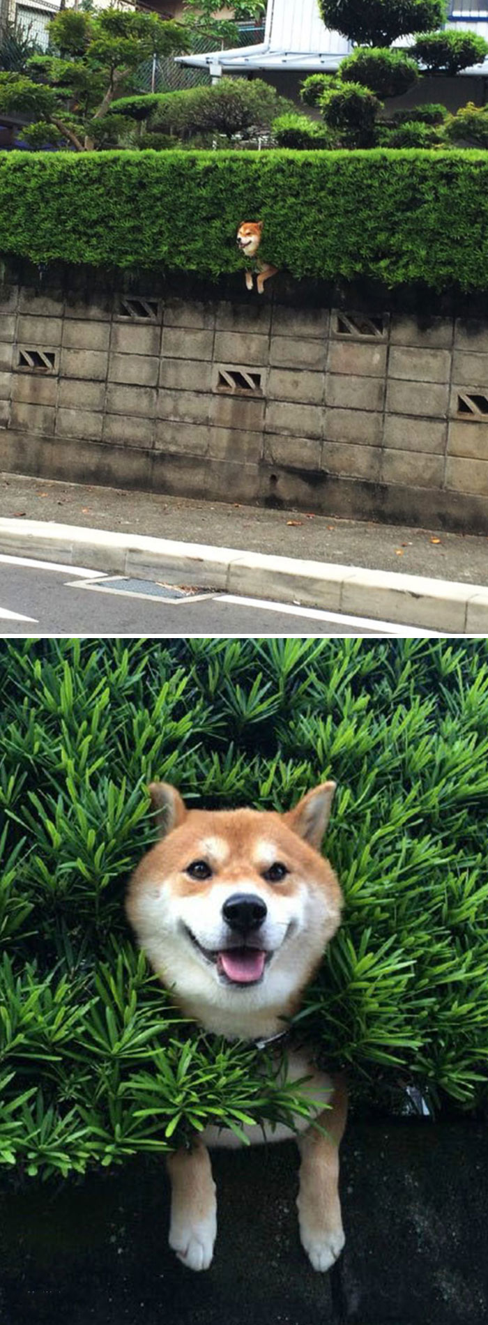 50 Times Shibas Proved They&#8217;re The Most Much Wow Dogs Ever