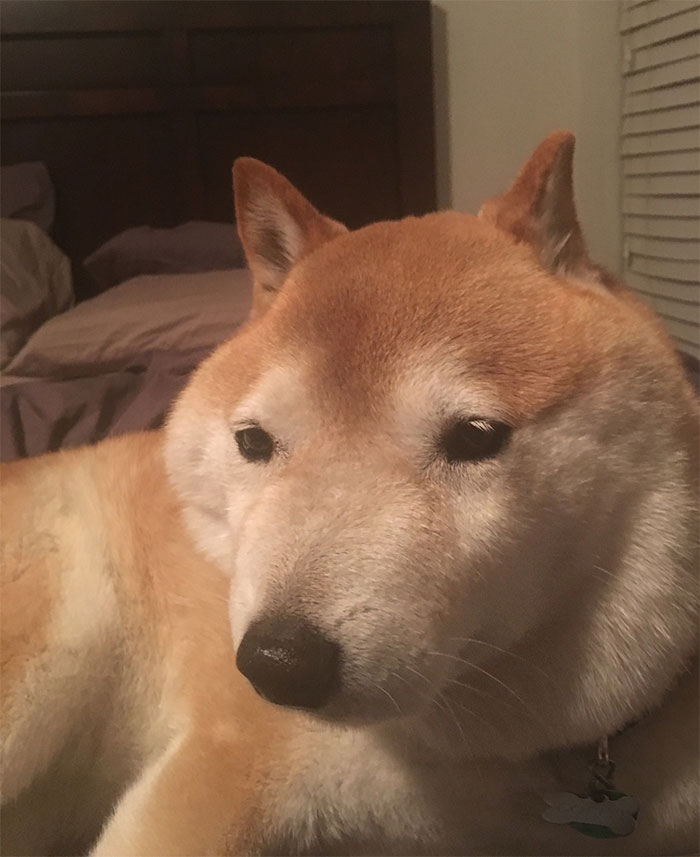 50 Times Shibas Proved They&#8217;re The Most Much Wow Dogs Ever