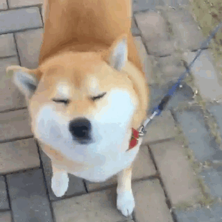 50 Times Shibas Proved They&#8217;re The Most Much Wow Dogs Ever