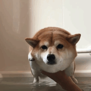 50 Times Shibas Proved They&#8217;re The Most Much Wow Dogs Ever