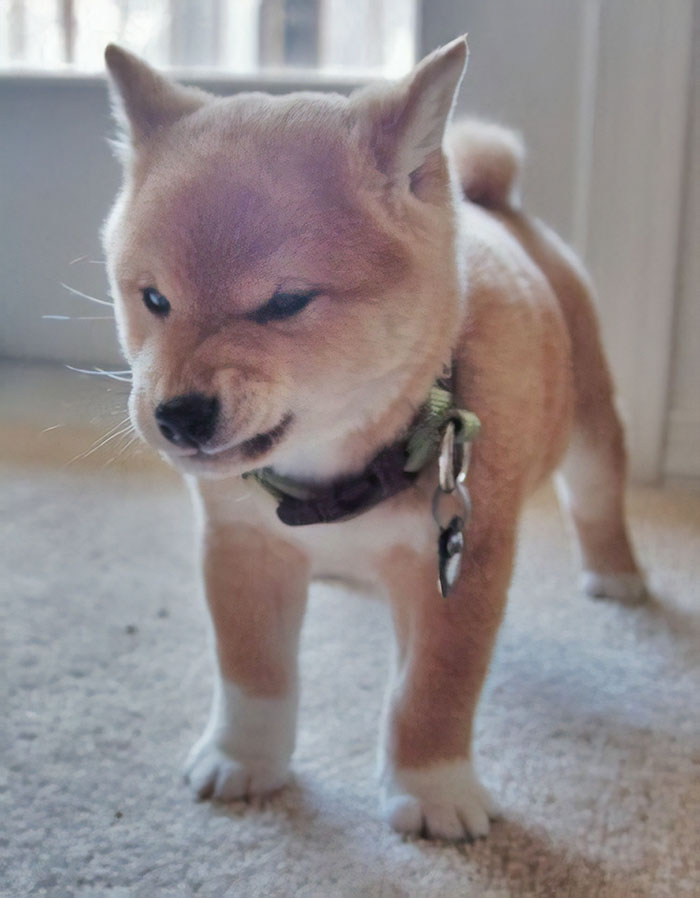 50 Times Shibas Proved They&#8217;re The Most Much Wow Dogs Ever