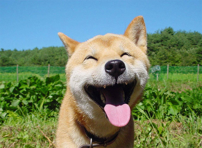 50 Times Shibas Proved They&#8217;re The Most Much Wow Dogs Ever