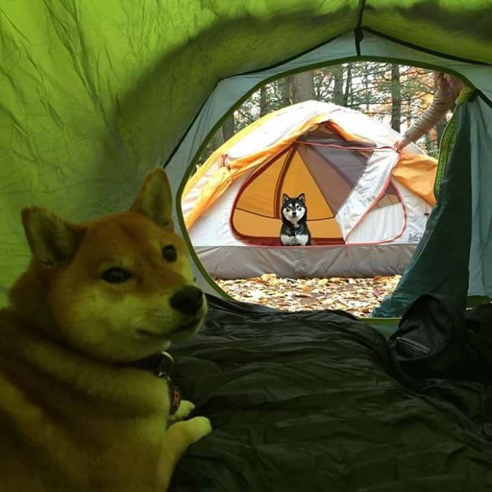 50 Times Shibas Proved They&#8217;re The Most Much Wow Dogs Ever