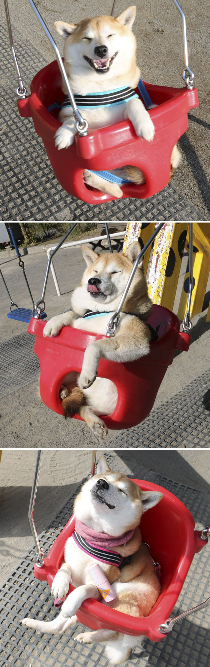50 Times Shibas Proved They&#8217;re The Most Much Wow Dogs Ever