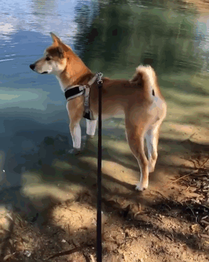 50 Times Shibas Proved They&#8217;re The Most Much Wow Dogs Ever