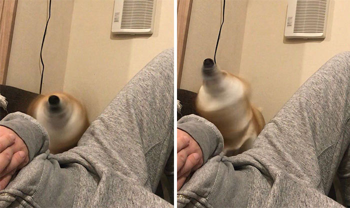 50 Times Shibas Proved They&#8217;re The Most Much Wow Dogs Ever