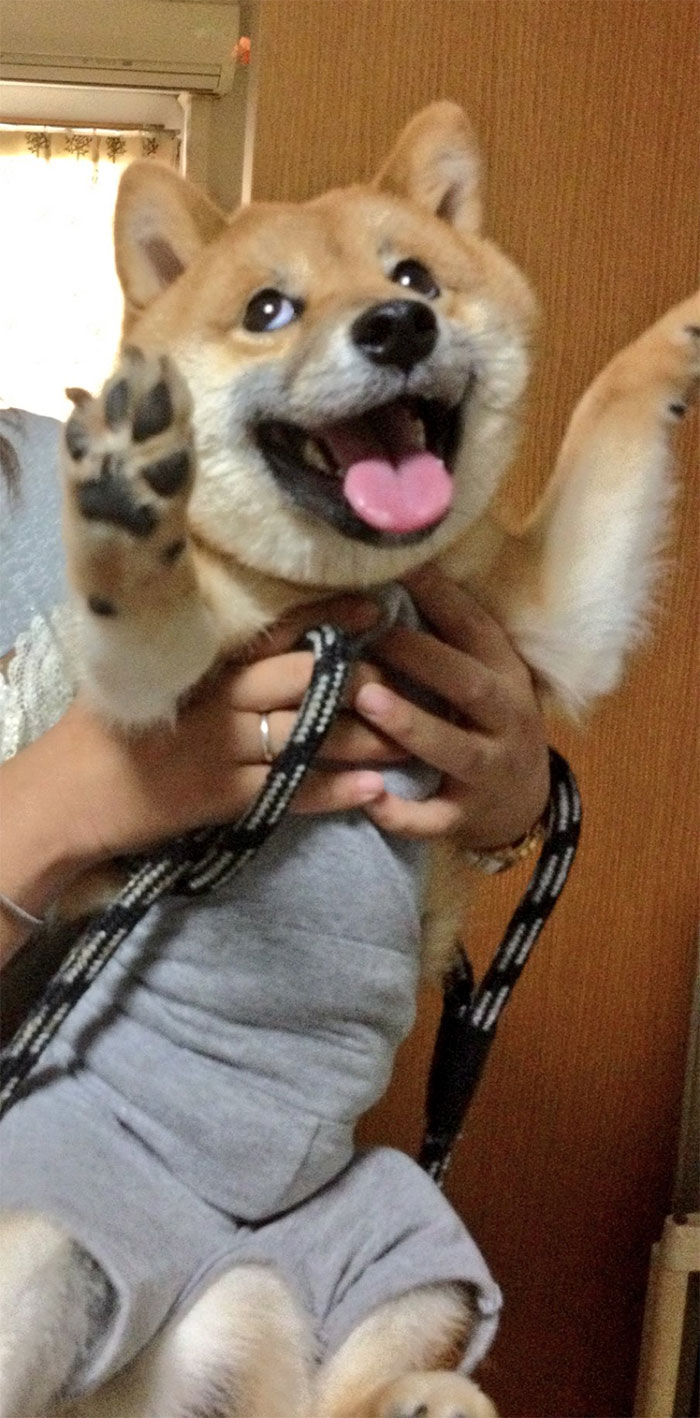 50 Times Shibas Proved They&#8217;re The Most Much Wow Dogs Ever