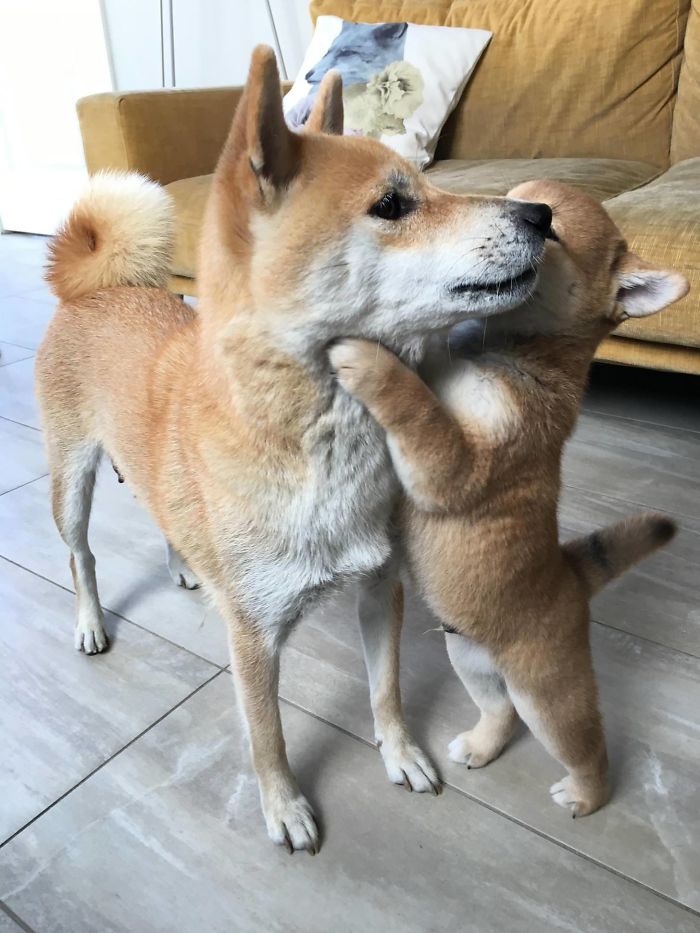 50 Times Shibas Proved They&#8217;re The Most Much Wow Dogs Ever