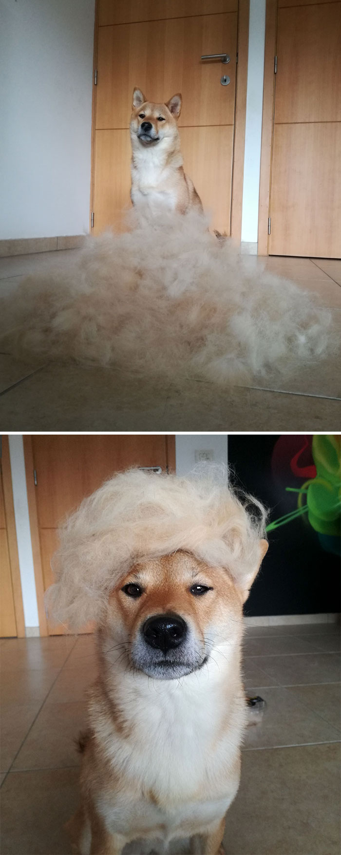 50 Times Shibas Proved They&#8217;re The Most Much Wow Dogs Ever