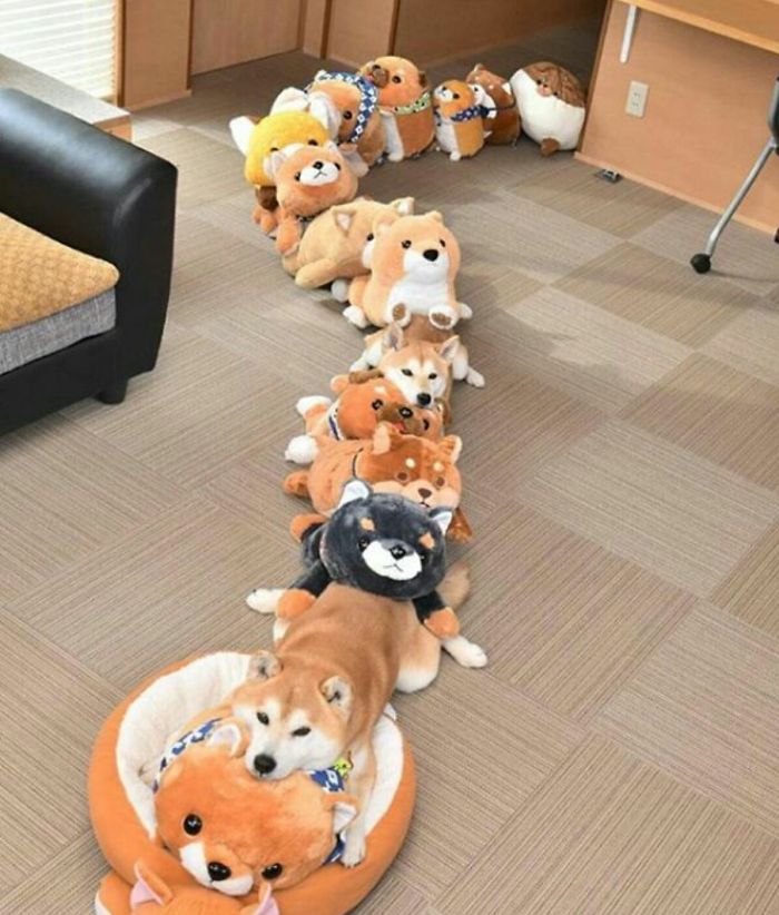 50 Times Shibas Proved They&#8217;re The Most Much Wow Dogs Ever