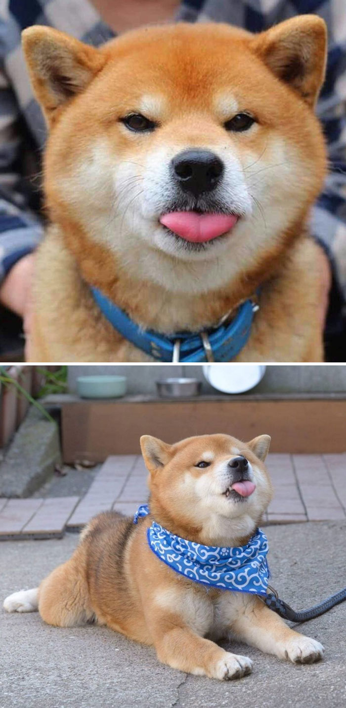 50 Times Shibas Proved They&#8217;re The Most Much Wow Dogs Ever
