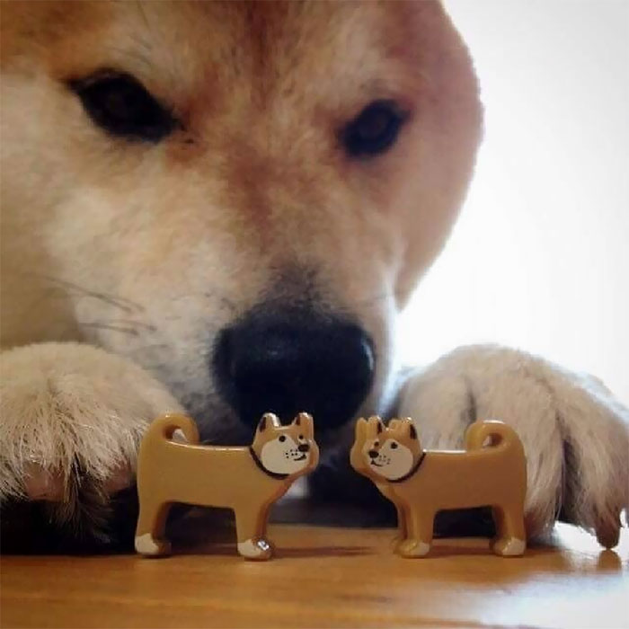 50 Times Shibas Proved They&#8217;re The Most Much Wow Dogs Ever