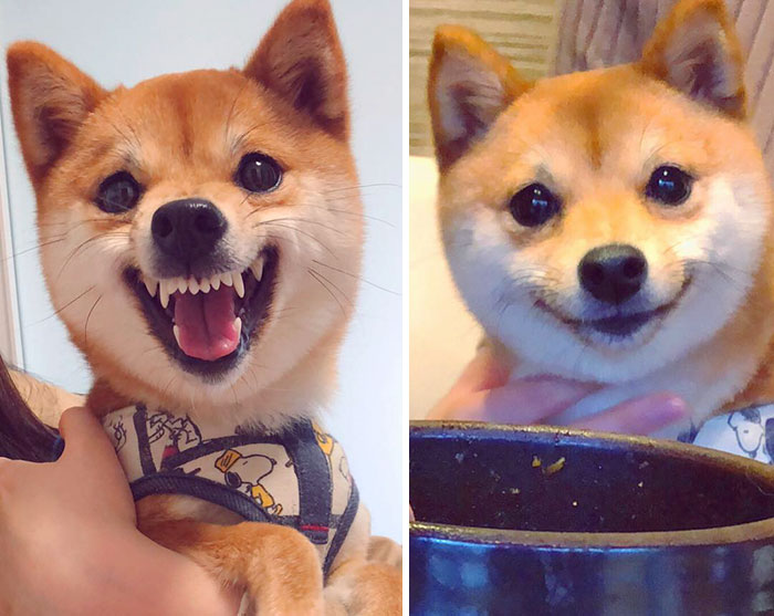 50 Times Shibas Proved They&#8217;re The Most Much Wow Dogs Ever