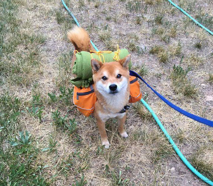 50 Times Shibas Proved They&#8217;re The Most Much Wow Dogs Ever